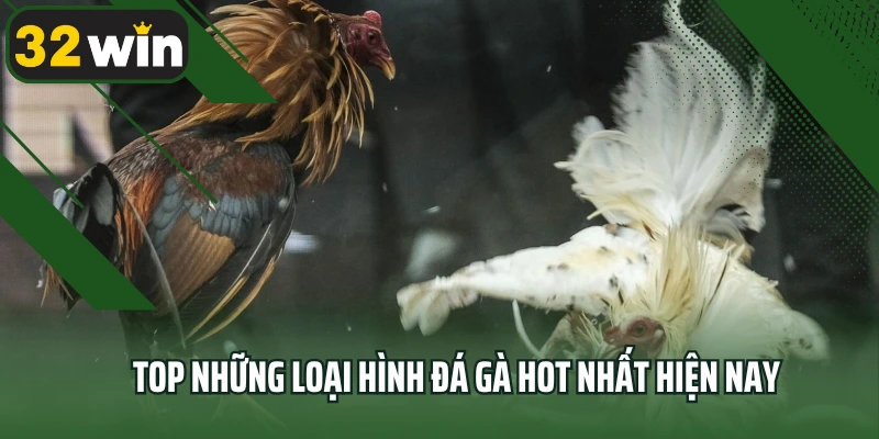 Top những loại hình đá gà hot nhất hiện nay